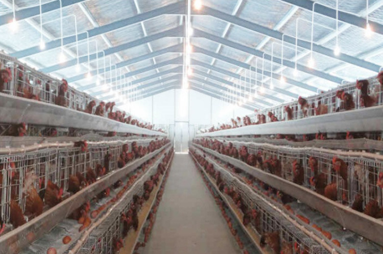 poultry farm
