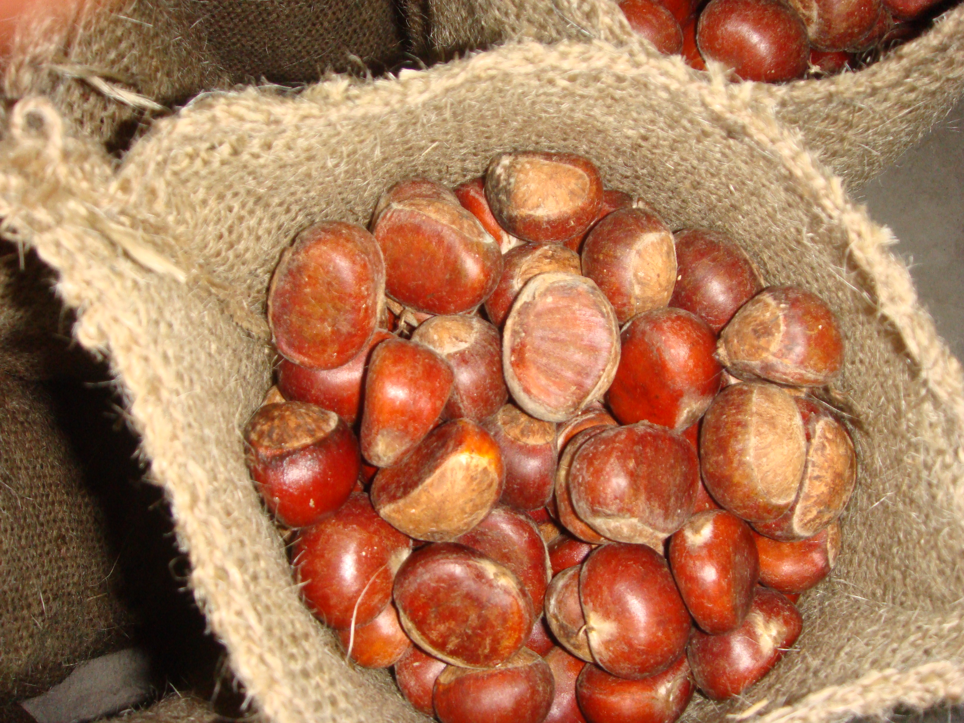 Chestnut