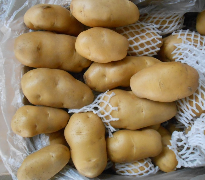 Potato