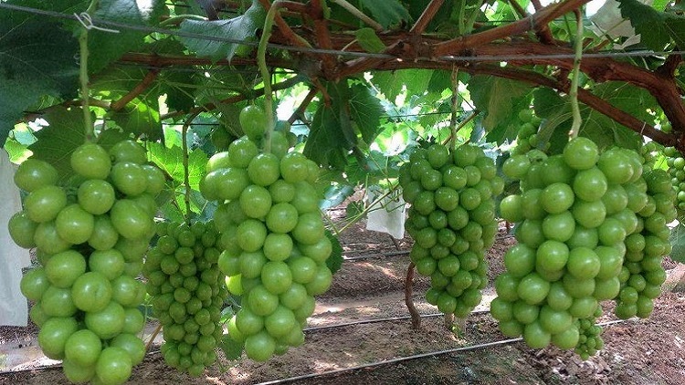 Kunming Lanlu Meng Agricultural Technology Co., Ltd. – Product photos 2