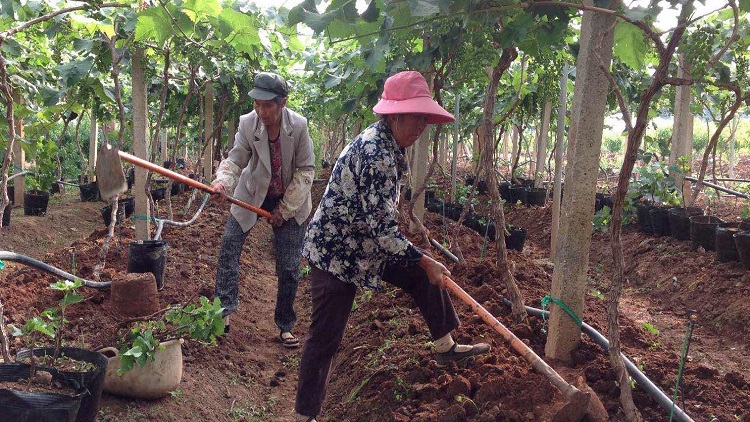 Kunming Lanlu Meng Agricultural Technology Co., Ltd. – Product photos 3