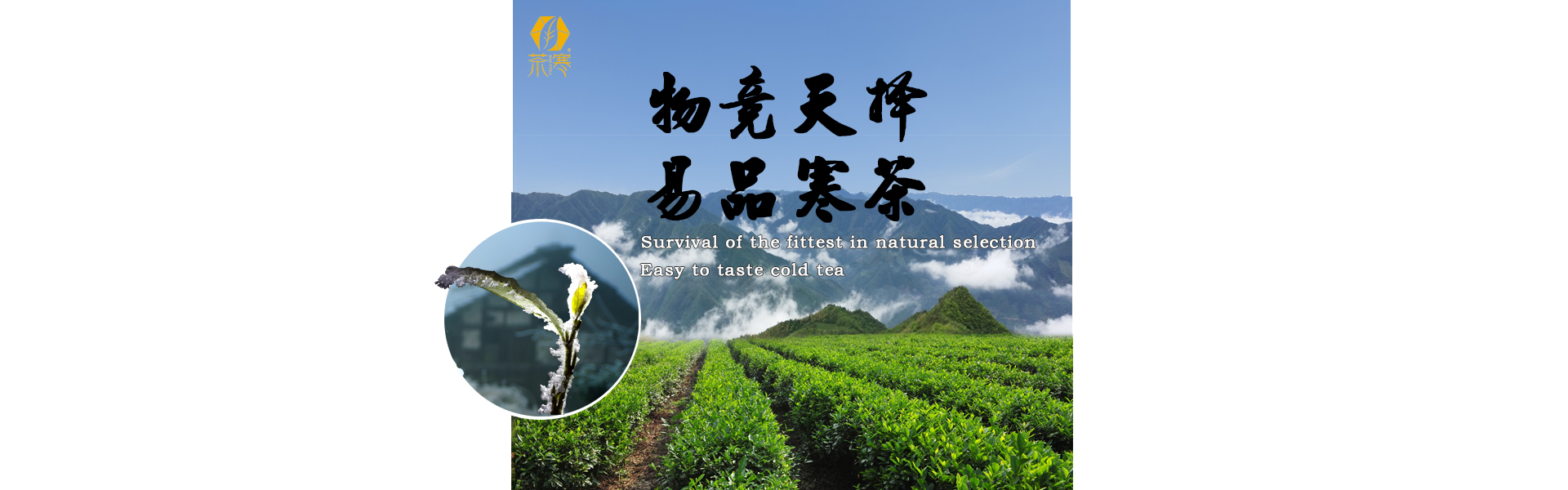 Xinhua County Tianmen Xiang Organic Tea Co., Ltd. – Green tea 1