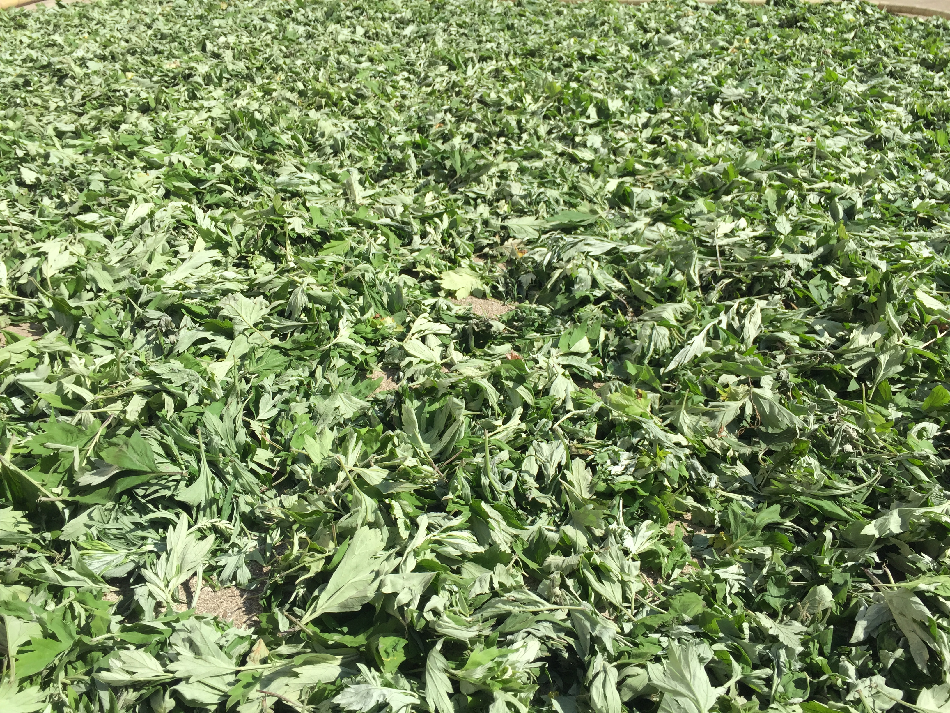 Jiange County Jiutai Platinum Rui Trading Co., Ltd. – dressings 2