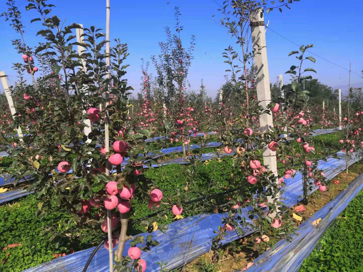 Longxian Shengyuan Fruit Products Co., Ltd. – Other fruit products 1