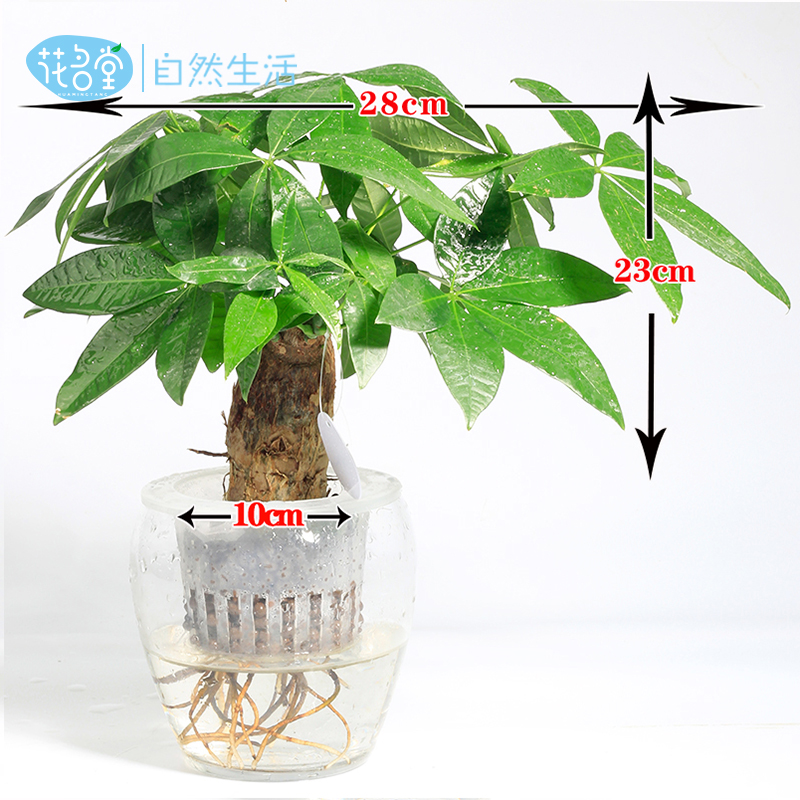 Jiangsu Huamingtang Agricultural Science and Technology Development Co. , Ltd. – caja de regalo 4
