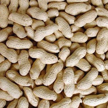 peanut inshell