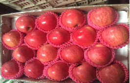 LIXIAN RICHSHINE FRUITS AND VEGETABLES CO.,LTD – raqueta de tenis 2