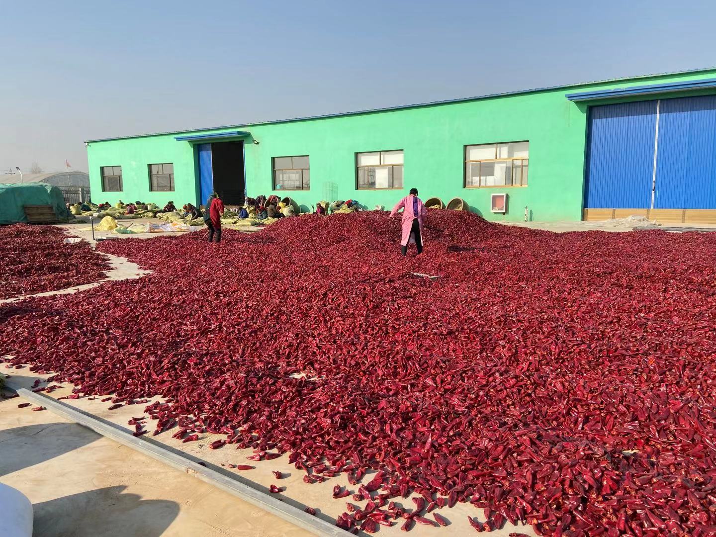 Shijiazhuang Yunxiang Food Co., Ltd. – Product photos 2