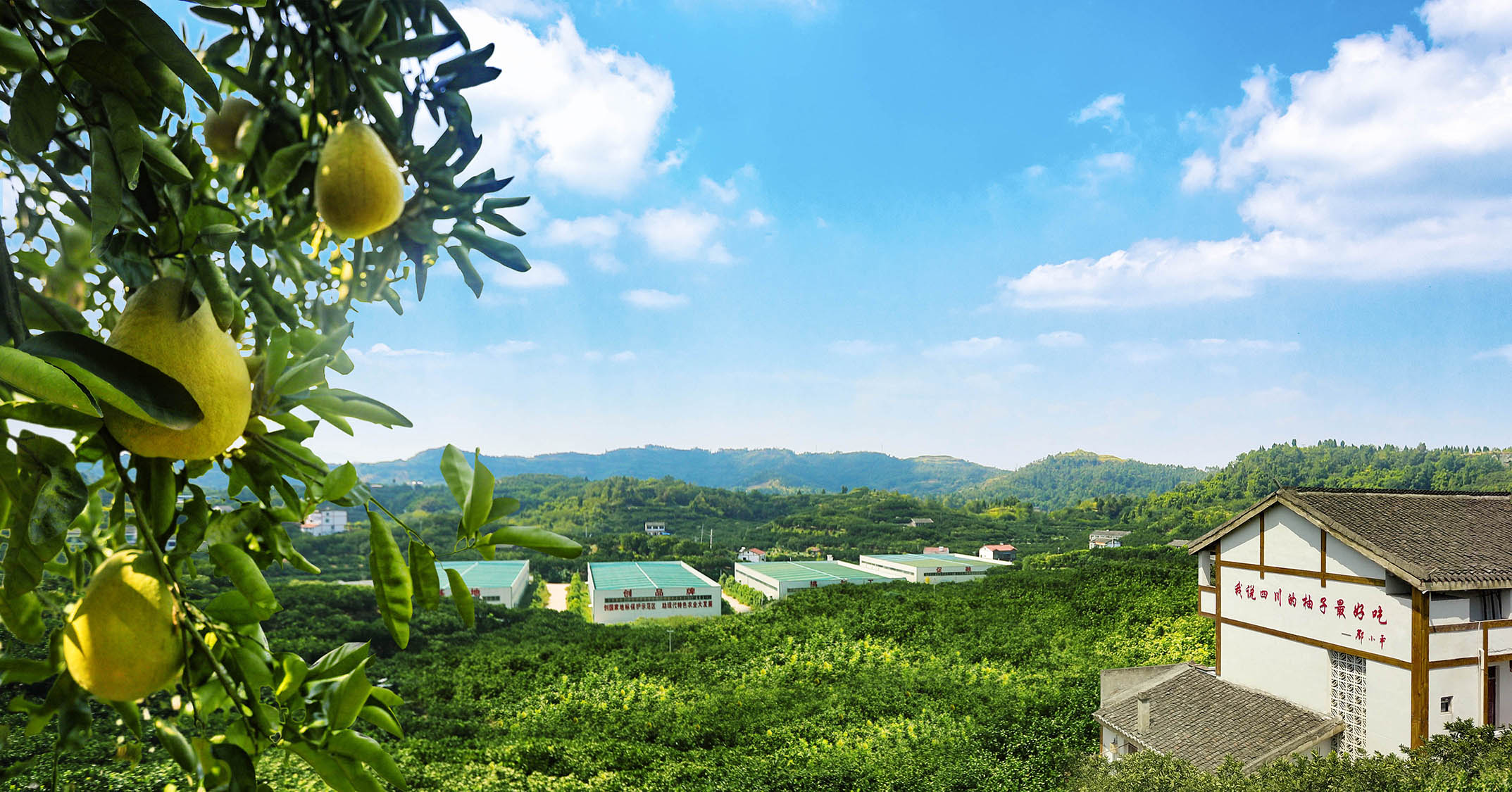 Guang'an Xingnong Development Co., Ltd. – fruit and vegetable juices 2