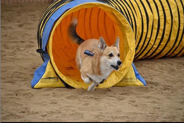 宠物训练隧道配件-沙袋