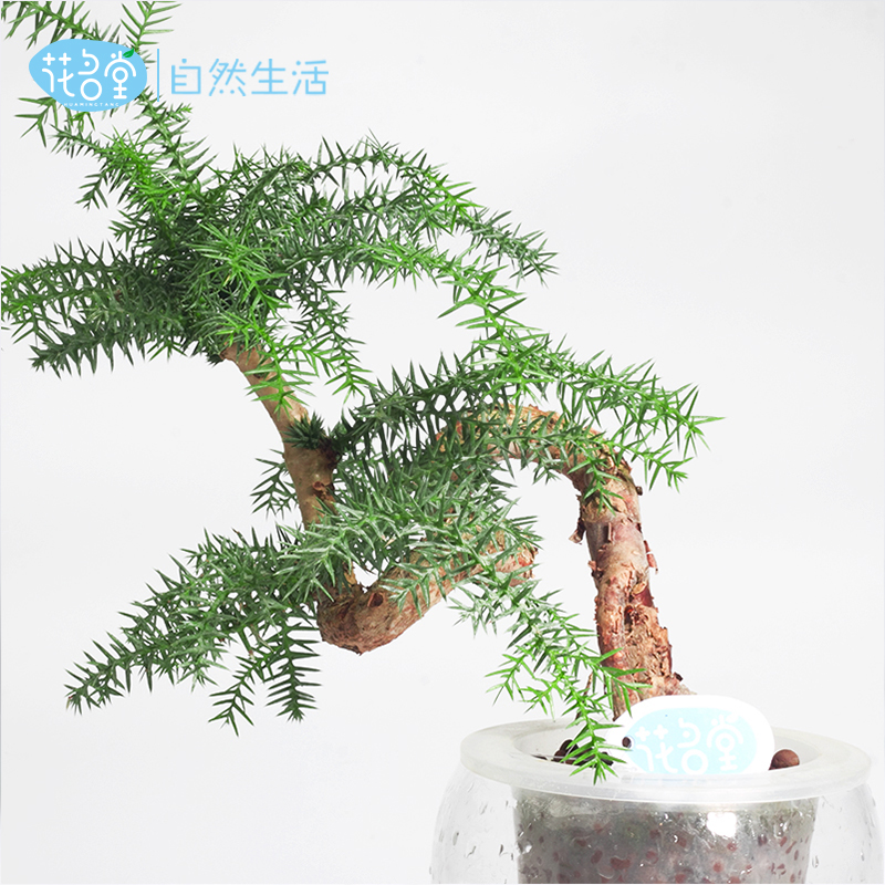 Jiangsu Huamingtang Agricultural Science and Technology Development Co. , Ltd. – portarretrato 3
