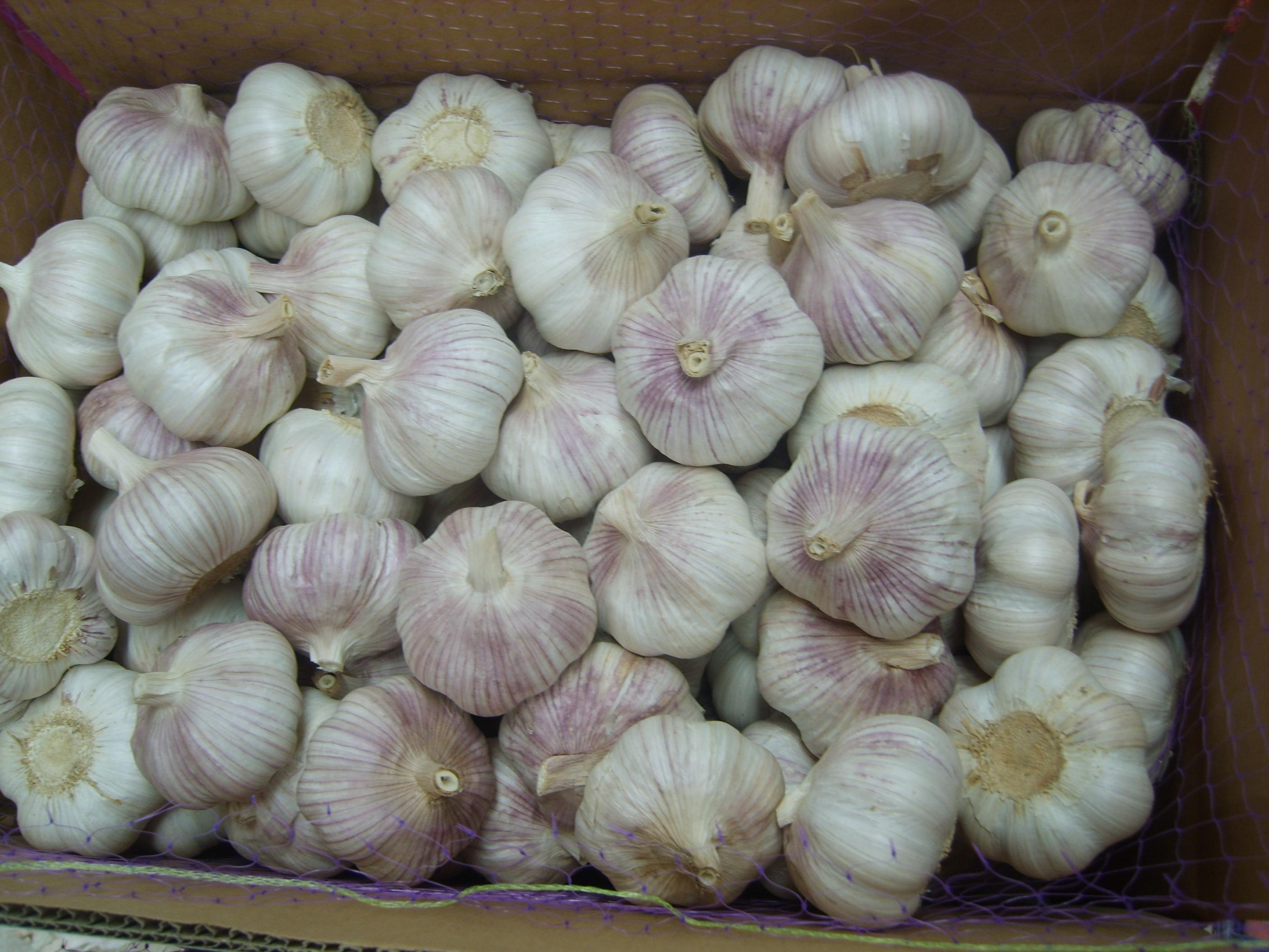 Garlic