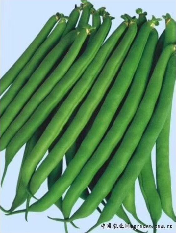 Canned Green Beans