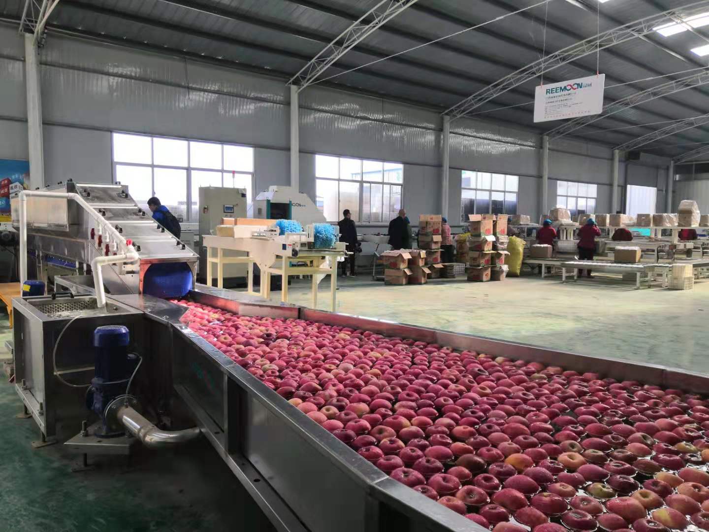 Longxian Shengyuan Fruit Products Co., Ltd. – frozen fruits 2